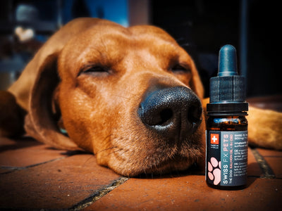 CBD oil for animals with osteoarthritis - What can I do?