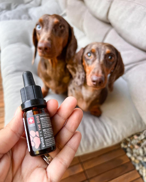 How animals and pet owners benefit from CBD